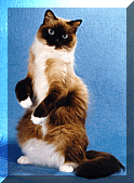 SheBopsAdult.gif (19230 bytes)